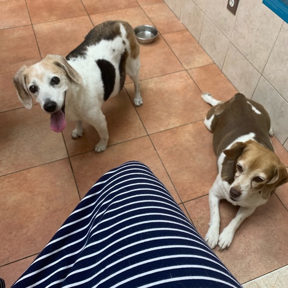 Meet your Posher, Maxine - Picture 1 of 1